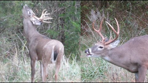 Illinois archery-Kapper deer vlog #5; Lots of action OCT 25, 2021