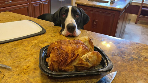 Funny Polite Great Danes Love To Watch Chicken Carving