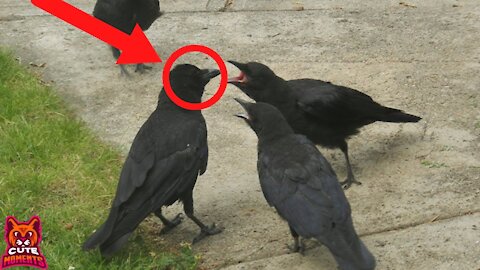 Crows Being Smart Compilation