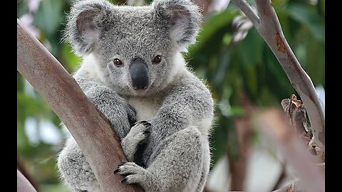 "Koala Serenity: A Glimpse into the Eucalyptus Haven" #67 #WildLife #AnimalsVideo #Nature