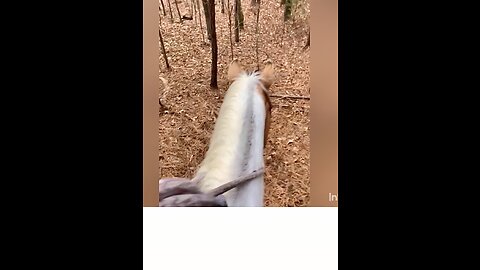 High speed cross country horseback ride,with butt slide ending!!!