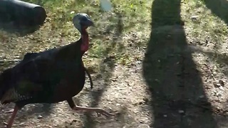 Wild turkey attacks and chases speeding car