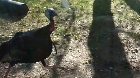 Wild turkey attacks and chases speeding car