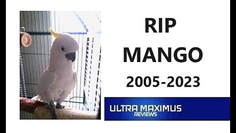 💔 In Memory of Mango 2005-2023