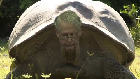 Mitch McConnell goes after people mocking his turtle / tortuous looks.