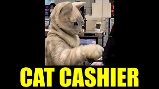 Cat Cashier