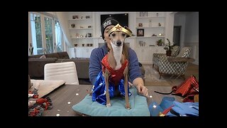 My Dogs Try On Halloween Costumes 3