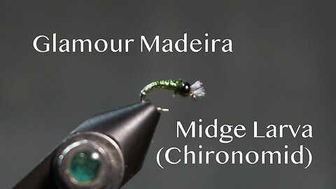Glamour Madeira Midge Larva (Chironomid)