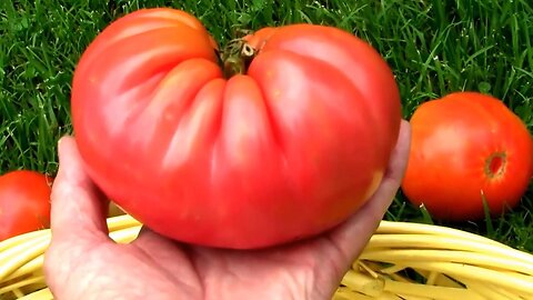 The Types Of Tomatoes We Will Be Growing This Year.