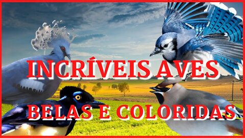 incríveis aves belas e coloridas