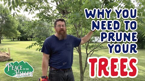 Episode 20: Pruning the Trees in our yard