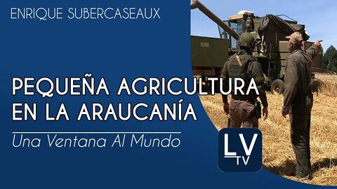Pequeña Agricultura en La Araucanía: Un problema de Gran Escala