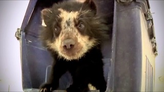 Orphaned Bear Cub Rescued