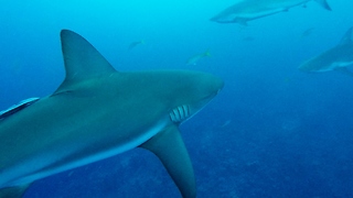 Divers Have Unexpected Close Encounter With Hungry Sharks