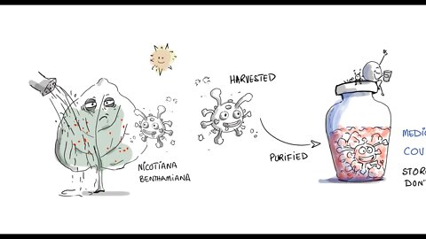 COVIFENZ from Medicago - A Plant Based Vaccine from Canada for COVID-19