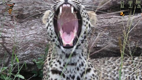 Scotia Female Leopard - Year 2, Independence - 3: Yawning/Climbing/Posing