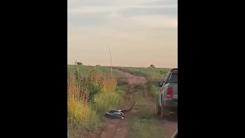 Anaconda attacks car in Brazil