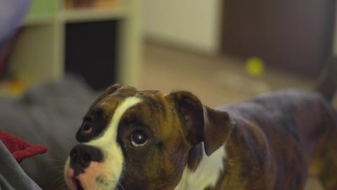 Boxer pup's game of fetch turns into music video