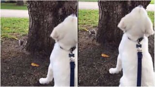 Cão procura esquilo no sítio errado