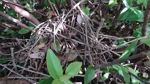 A up close look at a bird nest.