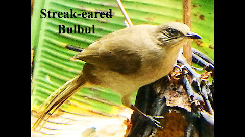 Streak-eared Bulbul bird video