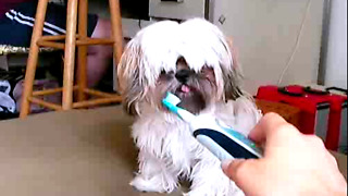 Muppet Dog vs scary toothbrush