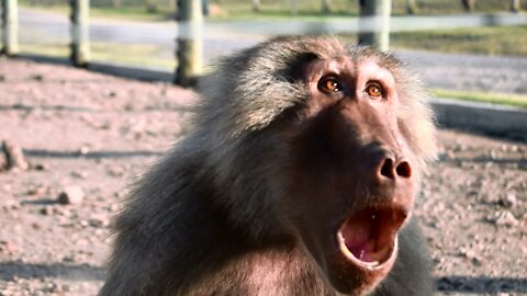 this monkey wanted to attack my mother lol