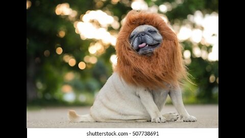 Funny dog As Like Lion..Funny Video