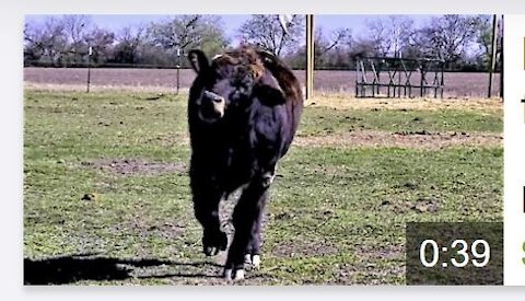 Rescued cow rolls with sheer joy at his forever home