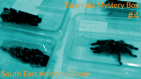 Tarantula Mystery Box #4 South East Arachnid Show - SEAS