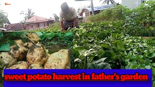 big sweet potato harvest