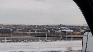 Amazing Dalhart Cattle Feedlot, Texas