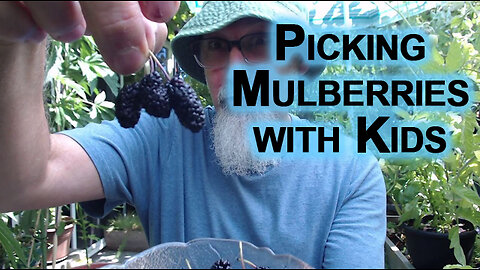 Mulberry Picking Story, Chaotic & Fun Picking Mulberries With Kids [Happy ASMR Story Time]