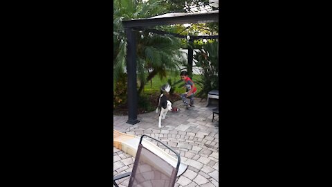 Luna the Sheepadoodle has the zoomies... Just a little.