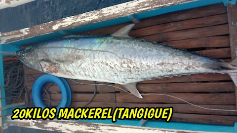 20kilos Mackerel Fish(TANGIGUE)