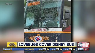 Love bugs cover Disney Cruise Line bus in Florida