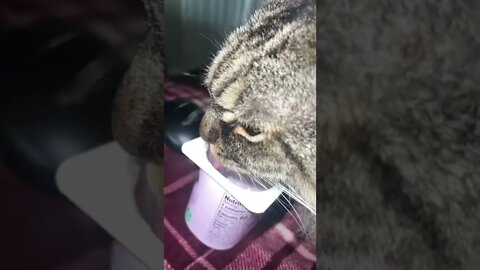 Tiger Loves His Yogurt