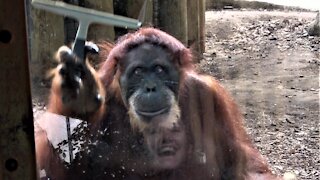 Orangutan cleans glass with squeegee to this woman's sheer delight