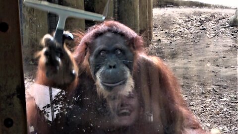 Orangutan cleans glass with squeegee to this woman's sheer delight