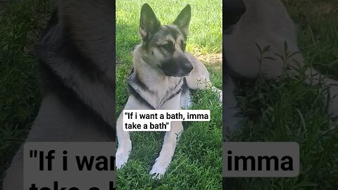 pov: Trying To Bath My Doggo 😂 (Untouchable)