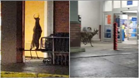Cervo spaventato invade supermercato negli USA