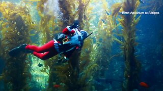 Scuba Santa visits Birch Aquarium at Scripps