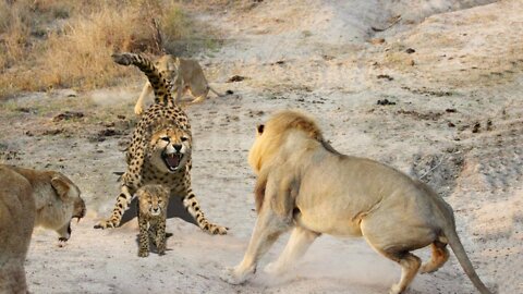 Hungry Lion Hunting Baby Cheetah | Mother Cheetah Fail To Save Her Baby