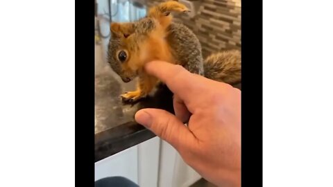 Cute baby animals Videos Compilation cute moments of the animal's Cutest Animals #shortvideo #viral