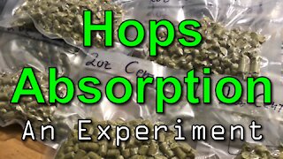 Determining Hops Absorption Rate: An Experiment