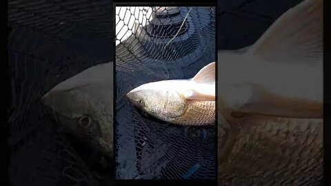 Big Red On Cut Pinfish #shorts #florida #fishing @Bull Bay Rods#bullbayrods