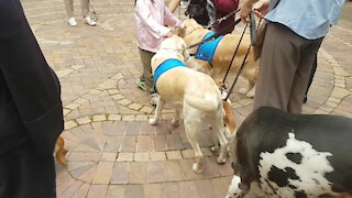 SOUTH AFRICA - Cape Town - Blessing of the Animals service at St George's Cathedral (Video) (3df)