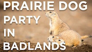 Prairie Dog Party and Landscape Photography in Bad Weather At Badlands National Park Settings Tips