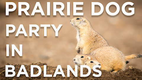 Prairie Dog Party and Landscape Photography in Bad Weather At Badlands National Park Settings Tips