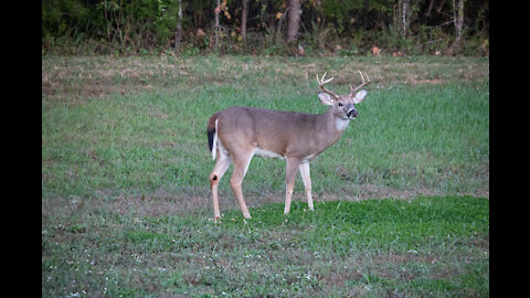 Buck Eating Clover